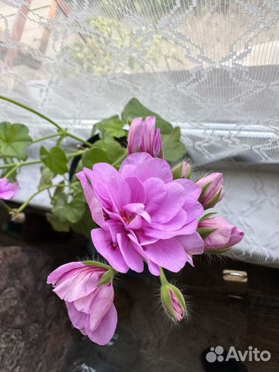 Пеларгония герань Pak Blue Sybil