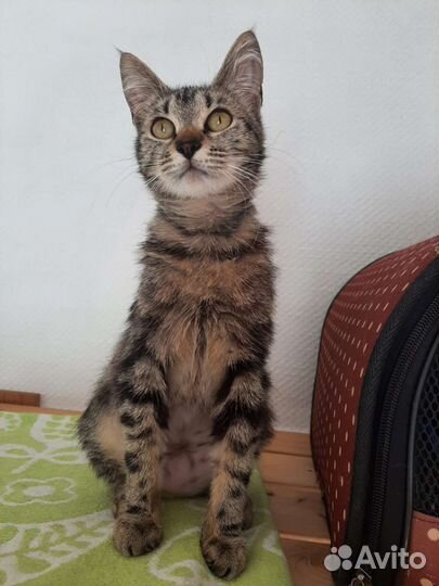 Юная кошечка Мэри хочет домой