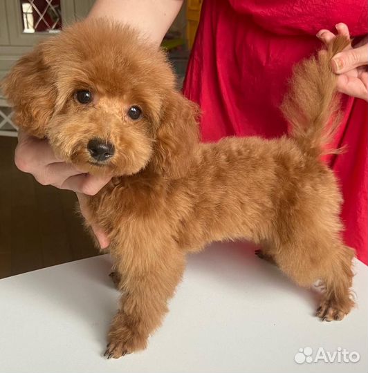 Щенок той-пуделя РКФ