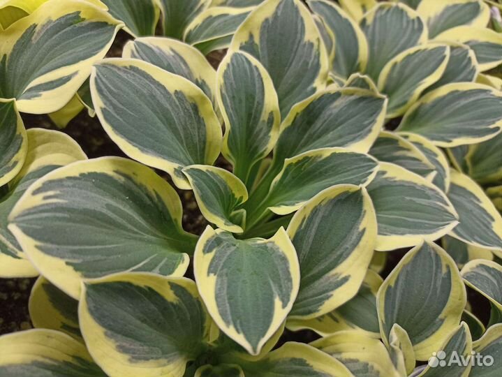 Хоста из серии маус