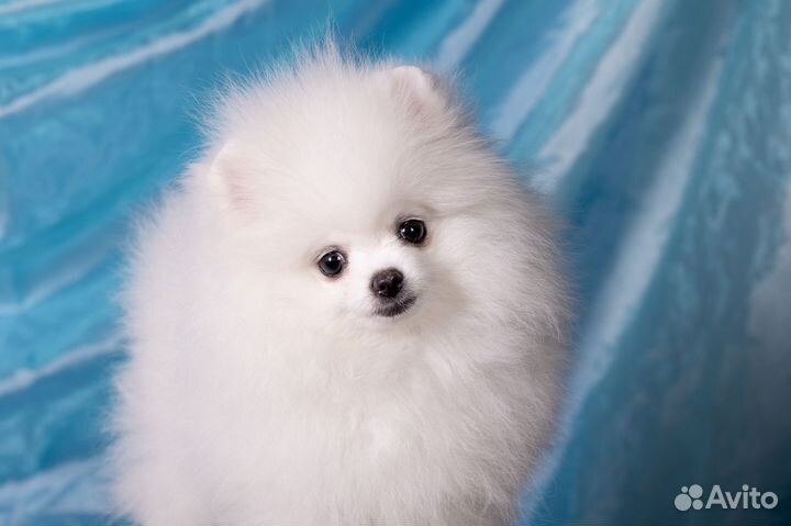 Белый померанский шпиц мальчик