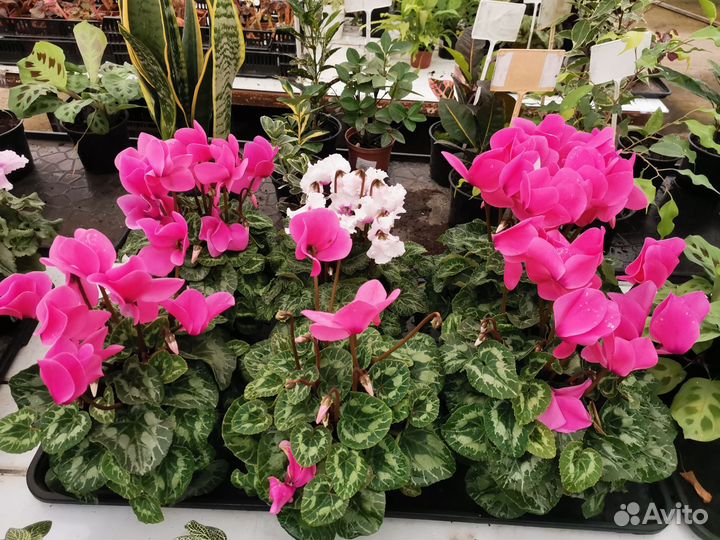 Цикламены/ипомея/петунич