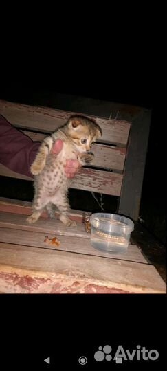Вислоухие котята в добрые руки