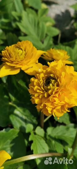 Растения в сад