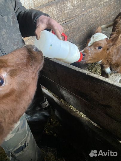 Айрширский бык на племя