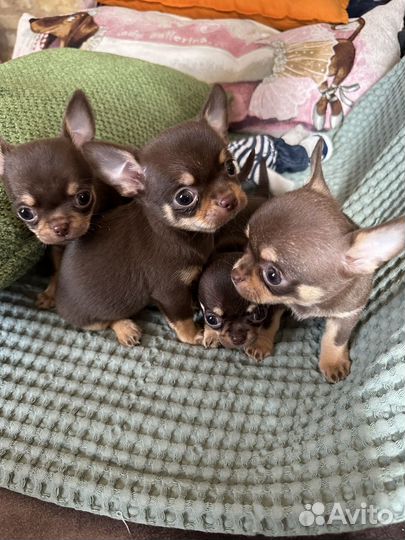 Щенки чихуахуа мини
