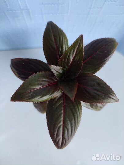 Бальзамин новогвинейский