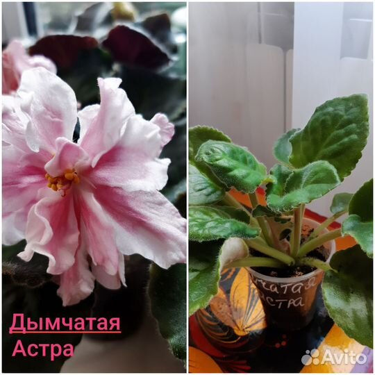 Сортовые фиалки