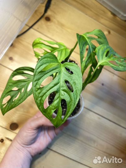 Монстера манки маск