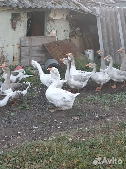 Холмогорские гуси