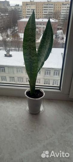 Сансевиерия (щучий хвост)