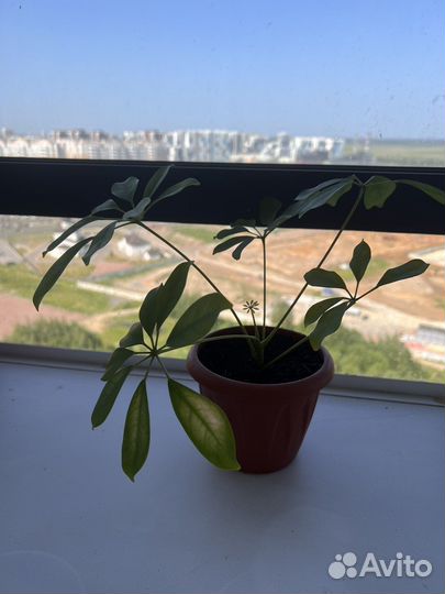 Комнатные растения