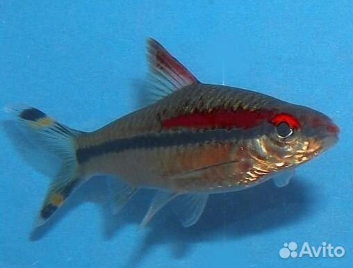 Барбус денисони