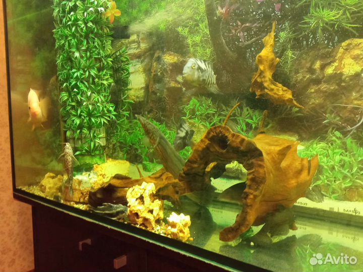 Макроцимбел