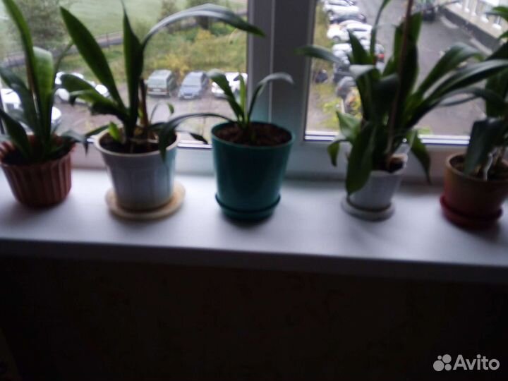 Щучий хвост