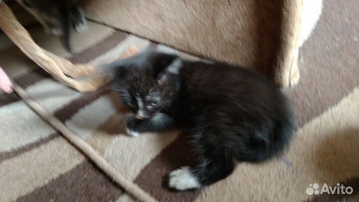 Чудесные котята в добрые руки:)