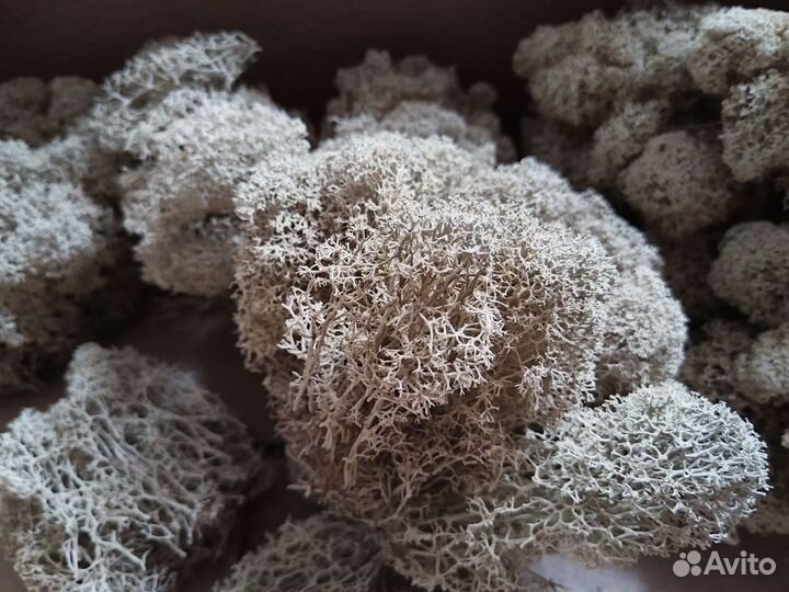 Мох ягель сухой