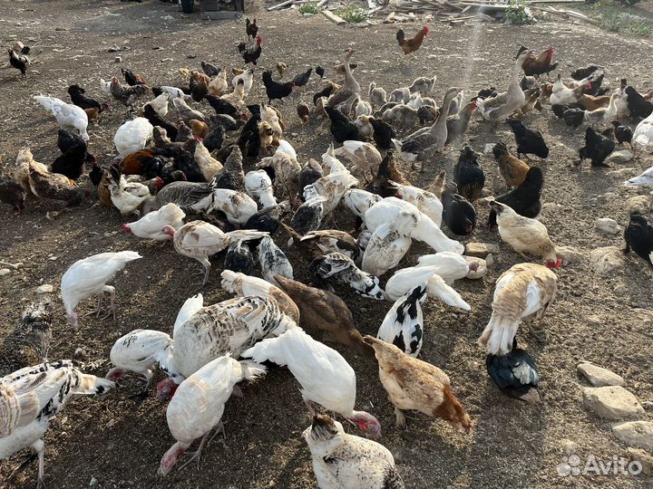 Куры домашние