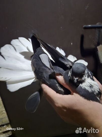 Голуби донецкой селекции