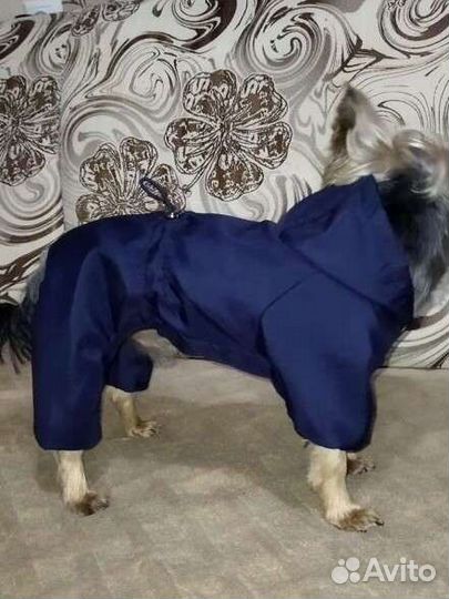 Одежда для маленькой собаки