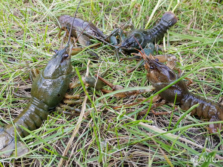 Живые раки Пенза, бесплатная доставка
