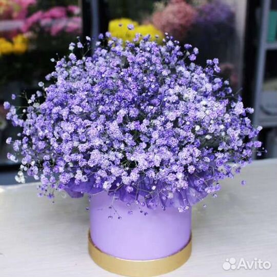 Букеты, композиции из гипсофилы. С доставкой