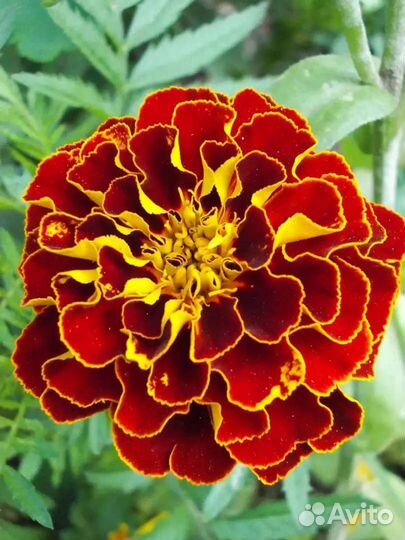 Семена бархатцев