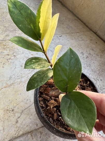 Замиокулькас Шорт Лив вариегатный