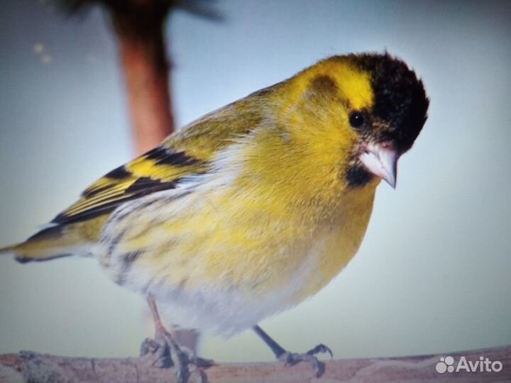 Певчие птицы западок клапан на клетку