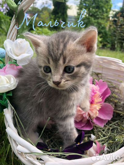 Кошка в дар бесплатно