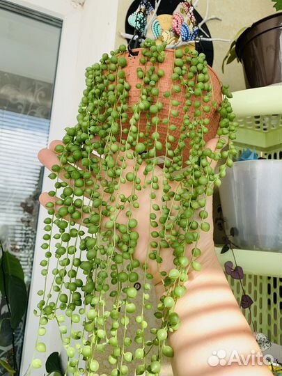 Крестовник роули