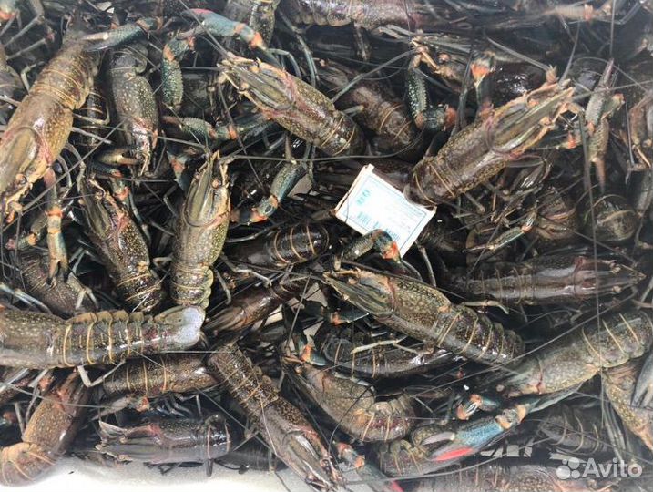 Австралийский красноклешневый рак