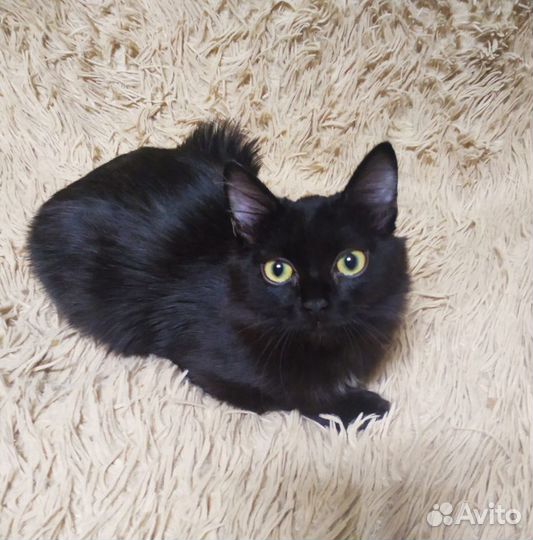 Нежнейшая ручная девочка