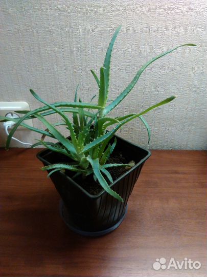 Алоэ лечебный (Столетник)