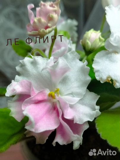 Сортовые фиалки