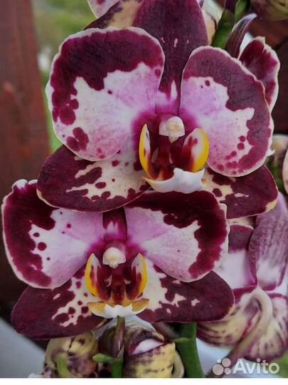 Орхидея а-ля Клубничный пирог