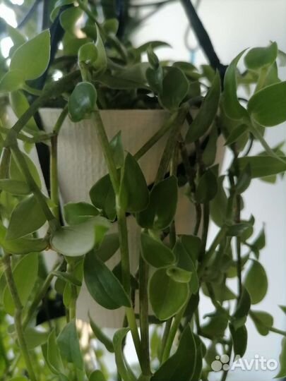 Трагисканцыи разные