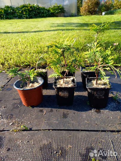 Туя Голден смарагд