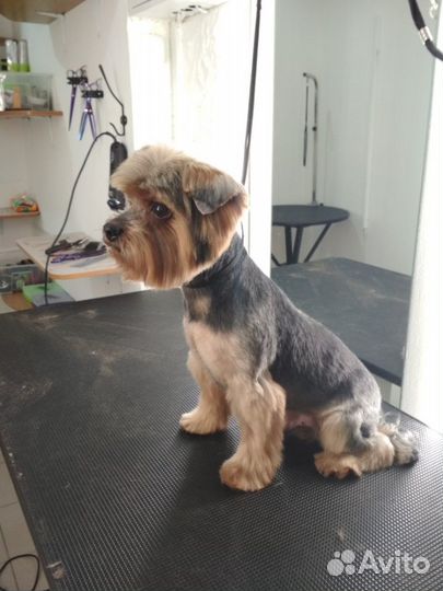 Стрижка кошек и собак с выездом на дом