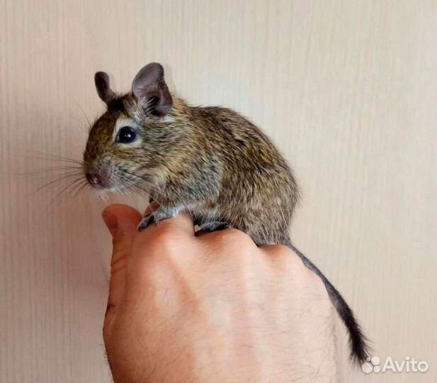 Чилийская белка дегу