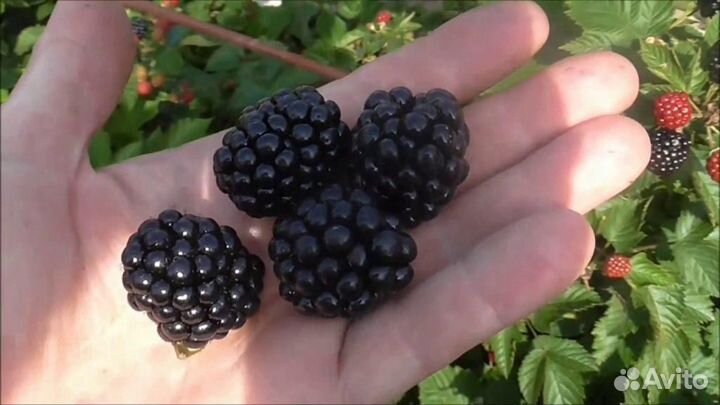 Ежевика сорт джамбо укорененные черенки