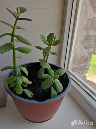 Толстянка, денежное дерево и др.ком.растения