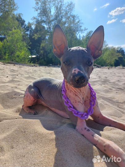 Щенок Американский голый терьер агт