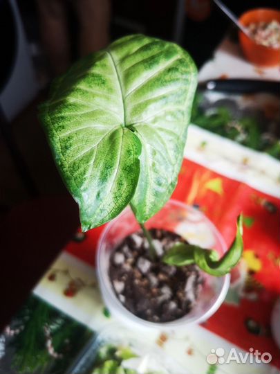 Сингониум Батерфляй