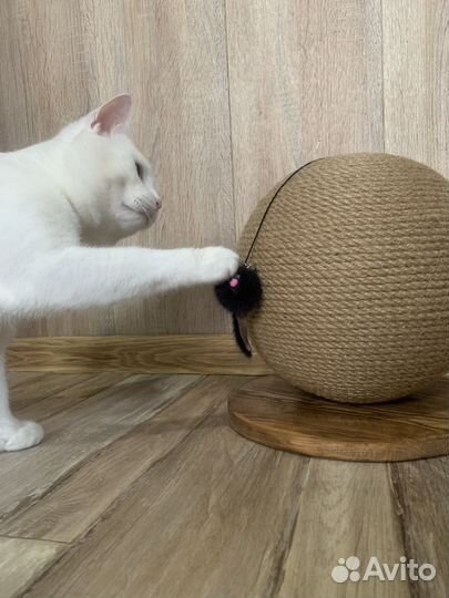 Когтеточка-шар