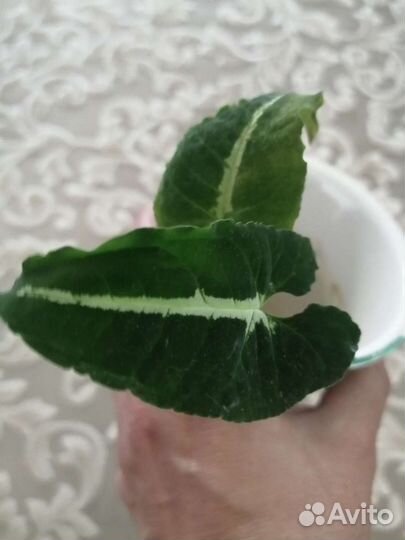 Сингониумы