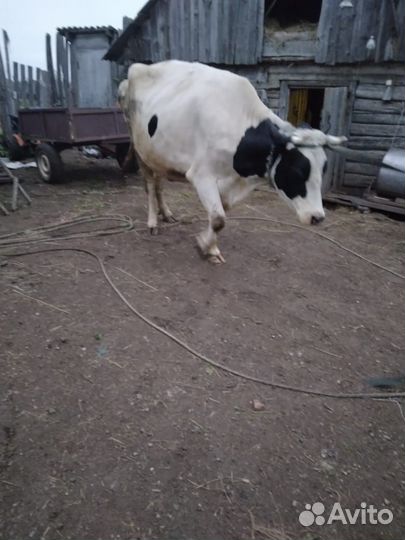 Корова и бык на мясо