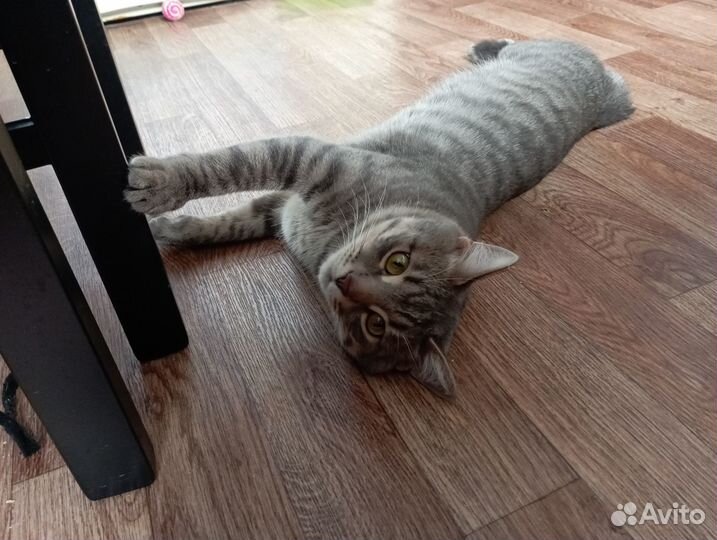 Милый котик ищет дом