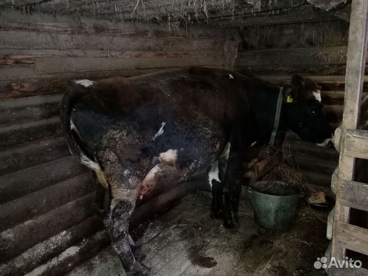 Корова на мясо