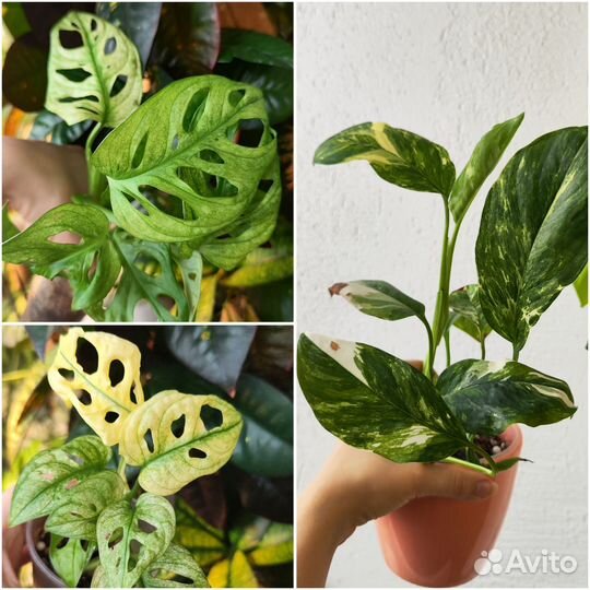 Срезы комнатных растений